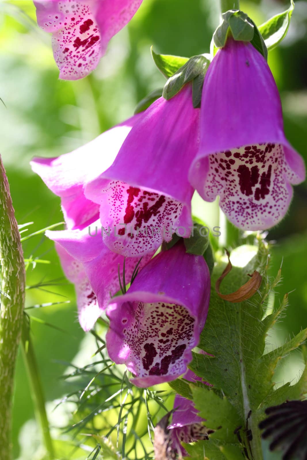 foxglove