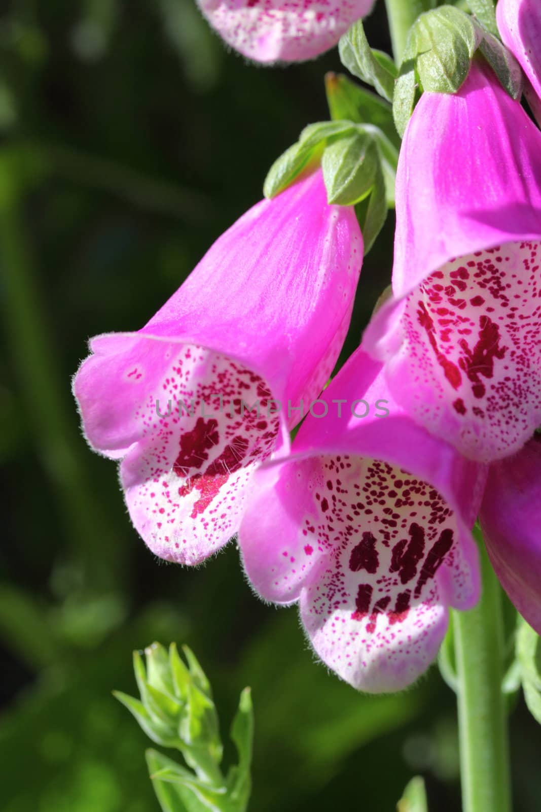 foxglove