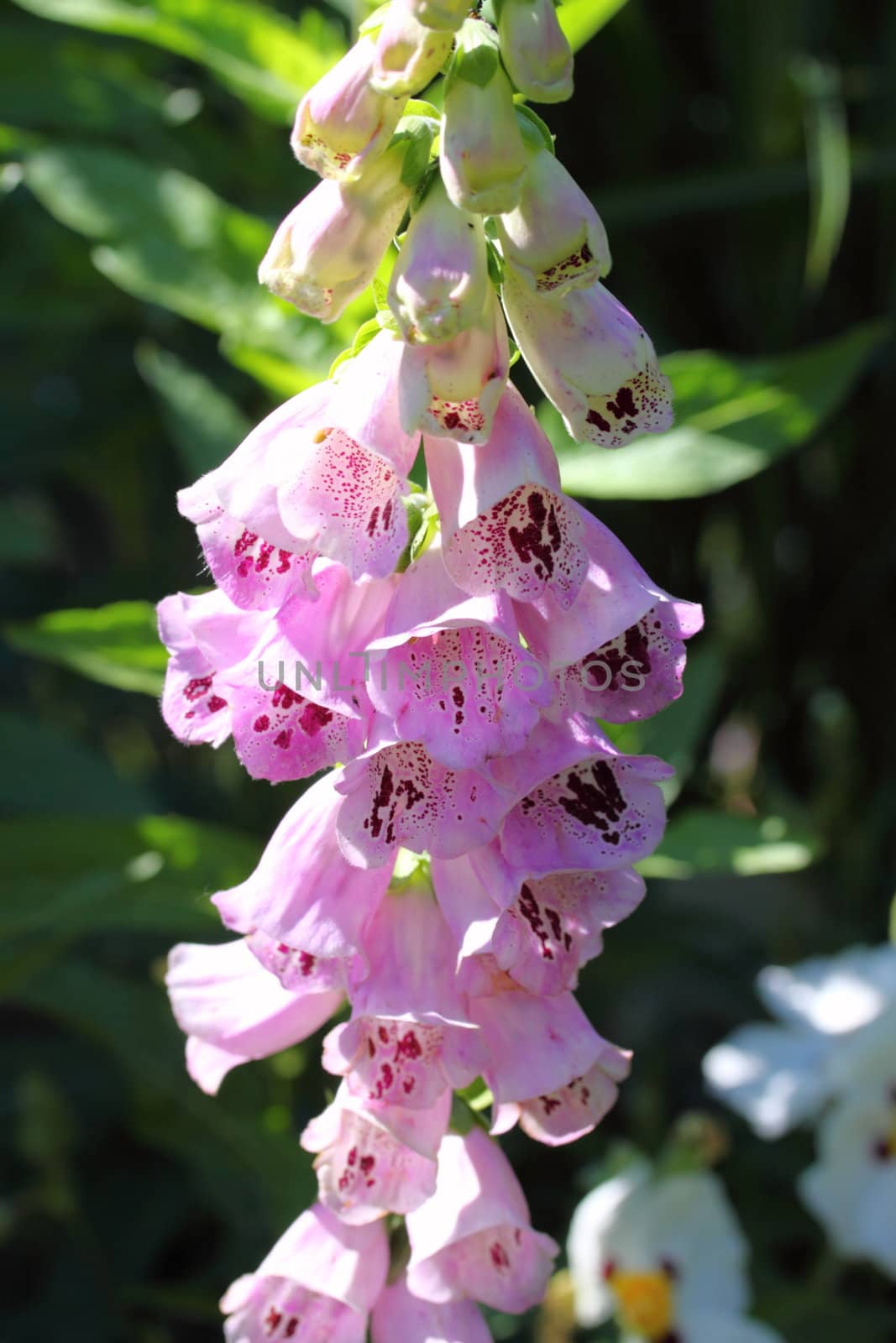 foxglove