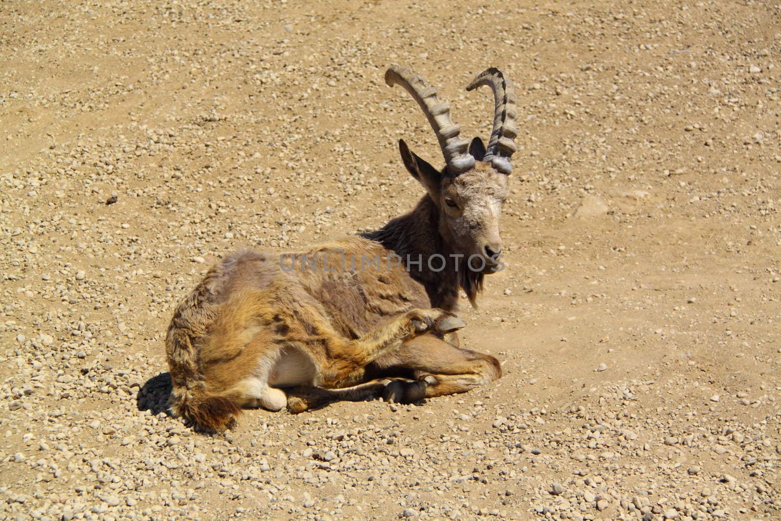 siberian ibex by vadimone