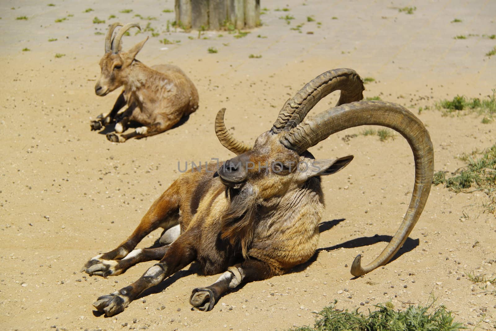 young and old nubian ibexes resting by vadimone