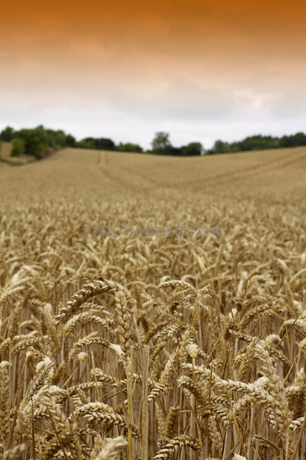 A rolling landscape on a portrait format of a field of growing golden wheat.