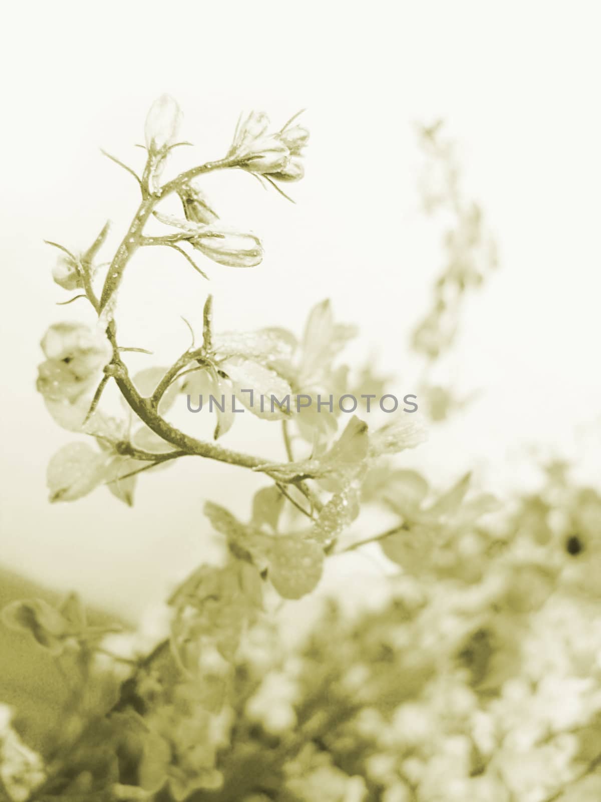 swirl of field flowers, yellow toned