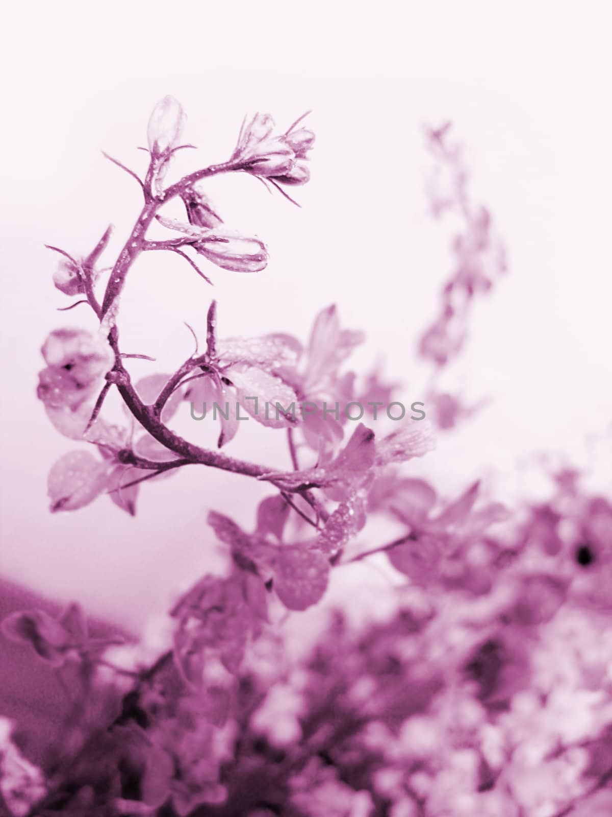 swirl of field flowers, magenta toned