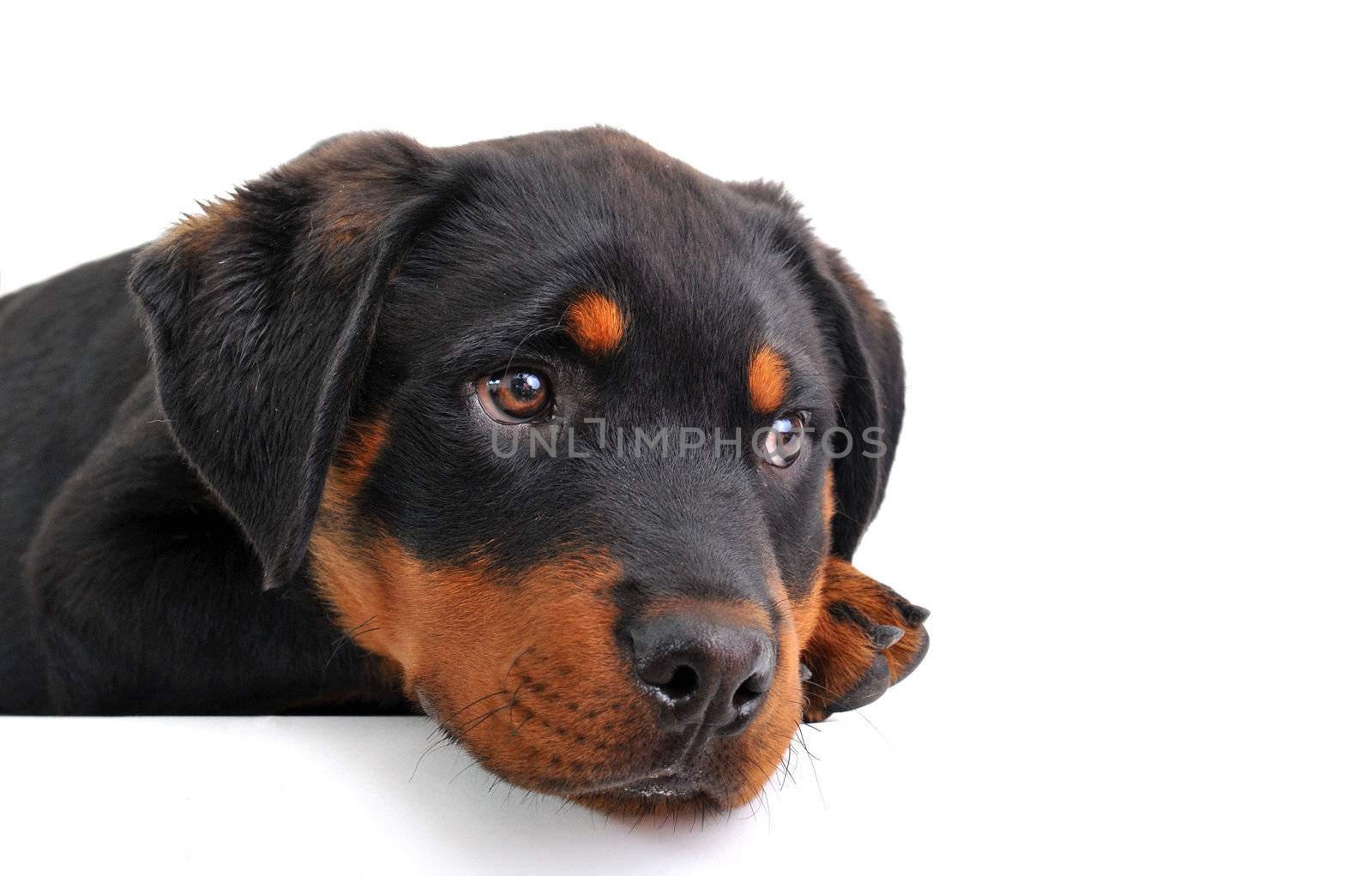sad puppy purebred rottweiler on a white background