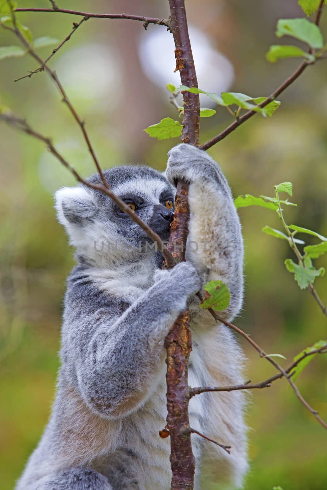 A ring-tailed lemur playing in the trees