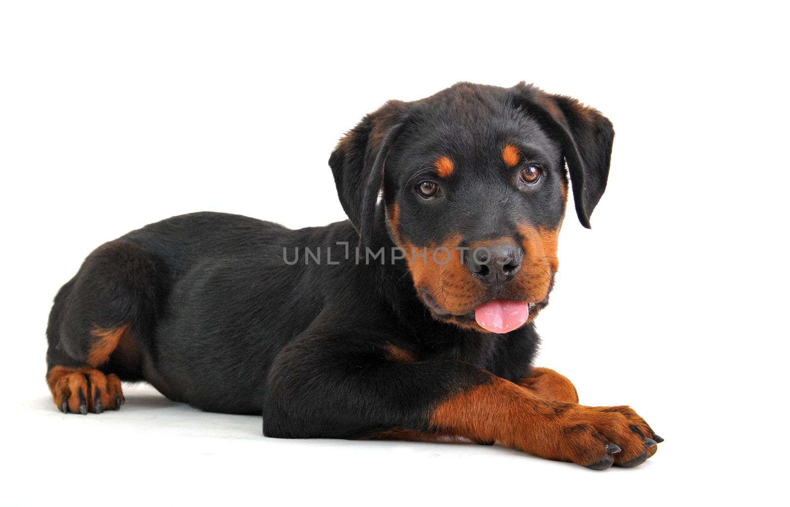 portrait of a purebred puppy rottweiler on a white background
