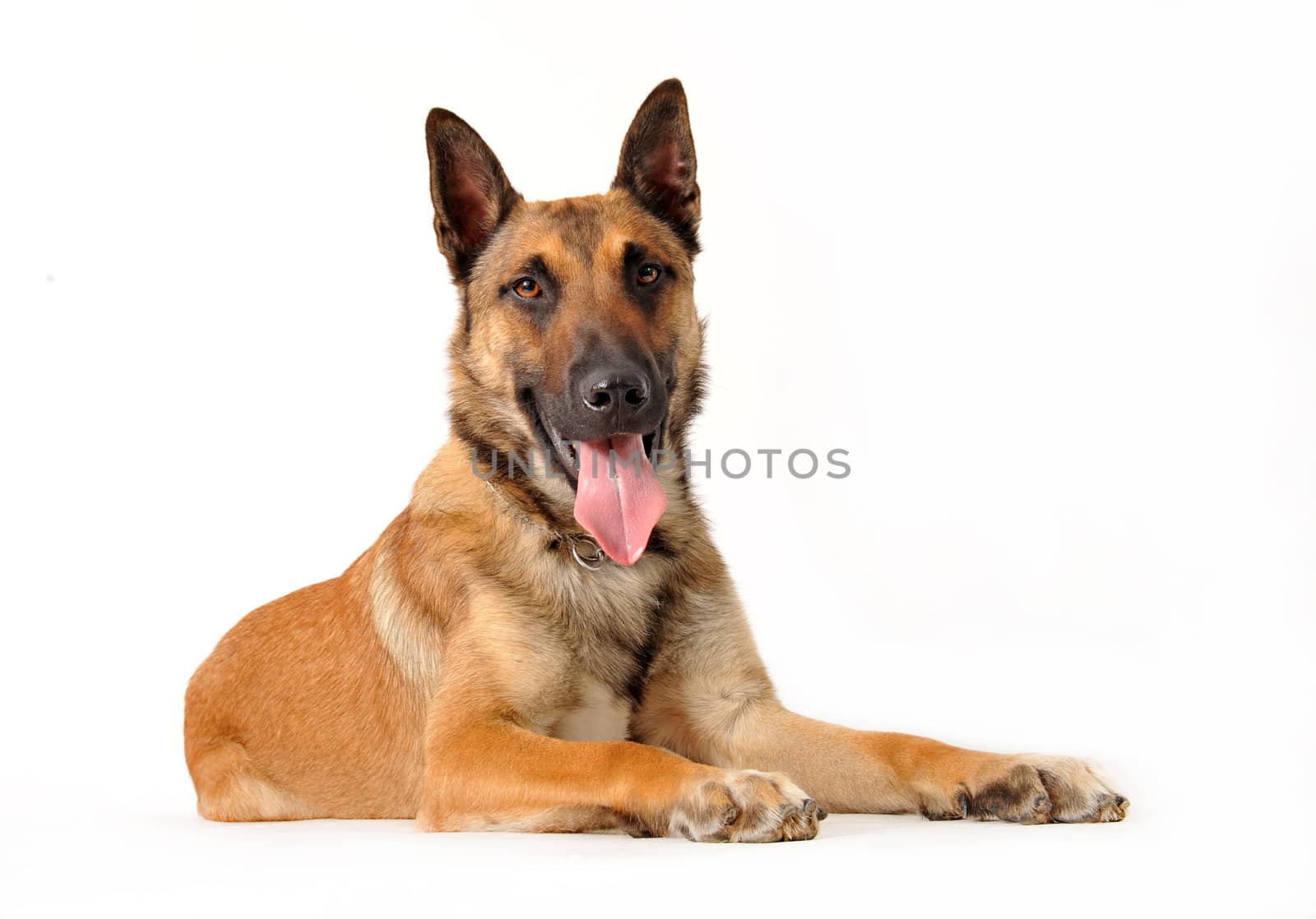 portrait of a belgian sheepdog malinois on a white background