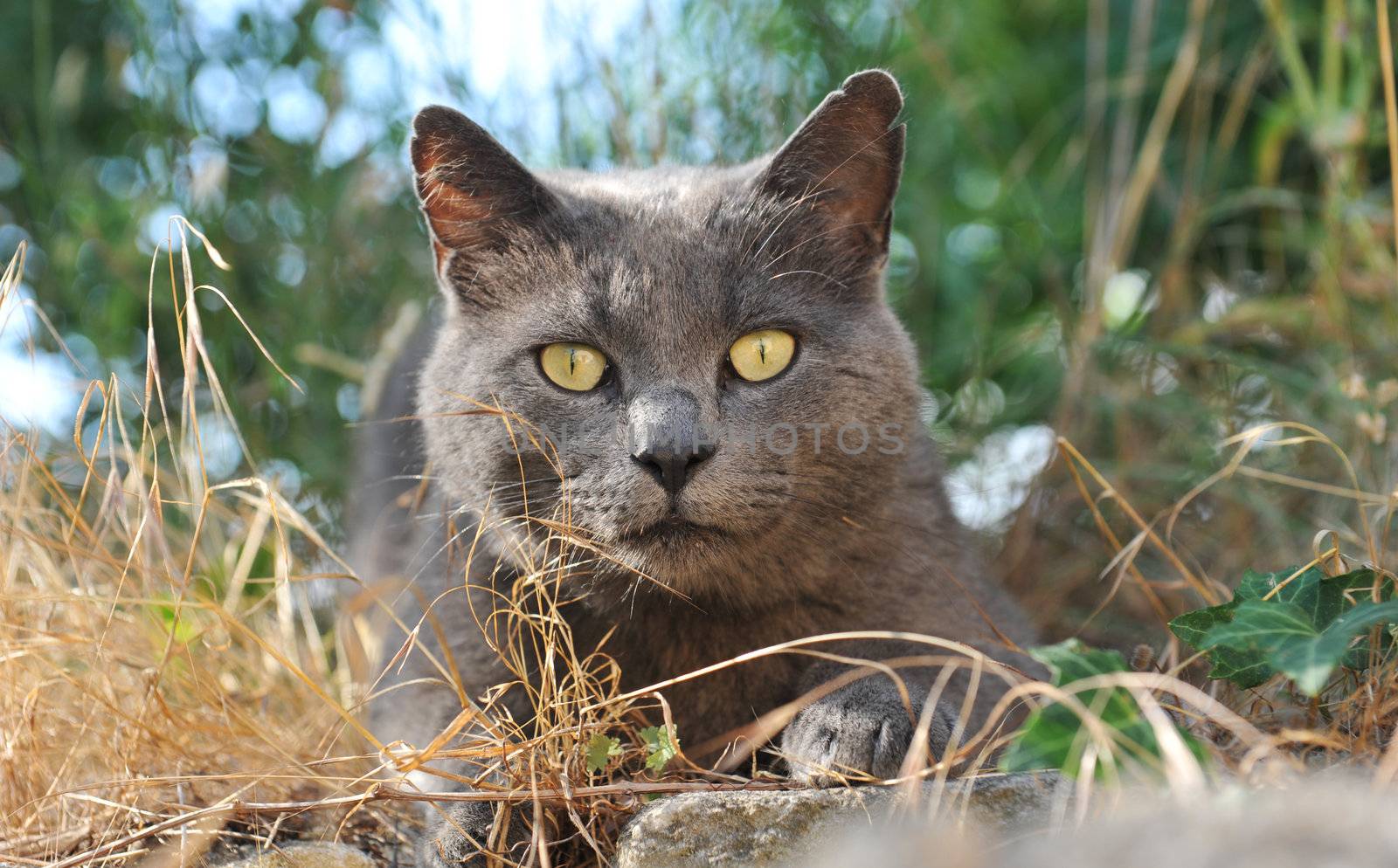 chartreux cat with yellow eyes in a garden