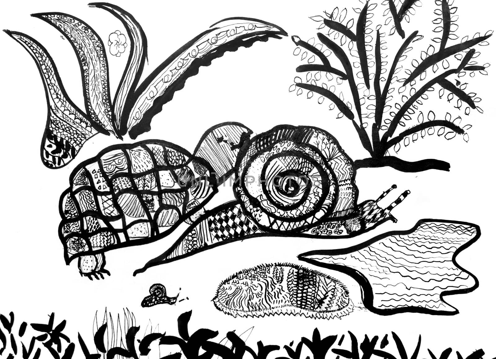 old hand drawing of an turtle and snail covered with patterns  made in ink