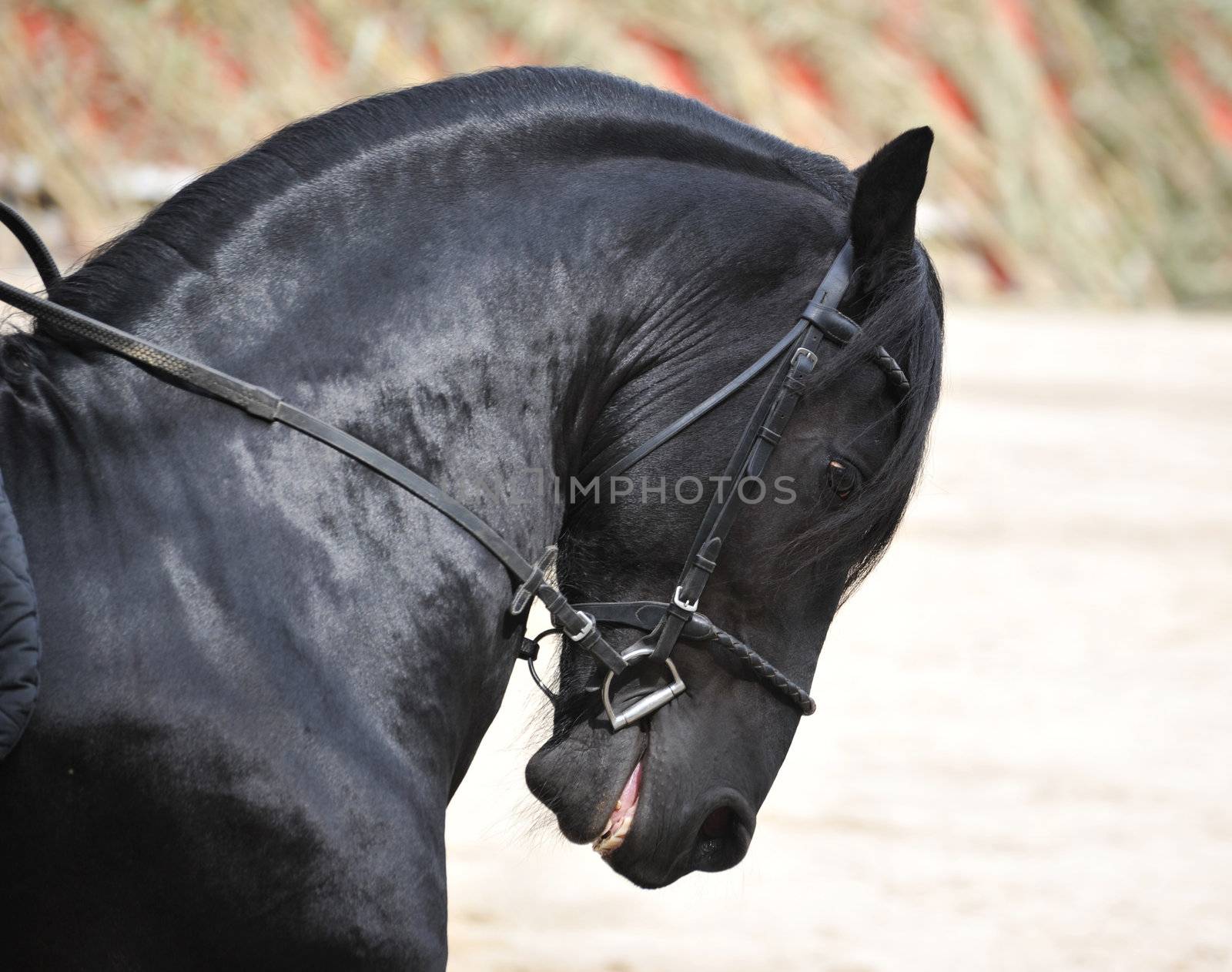 friesian stallion by cynoclub