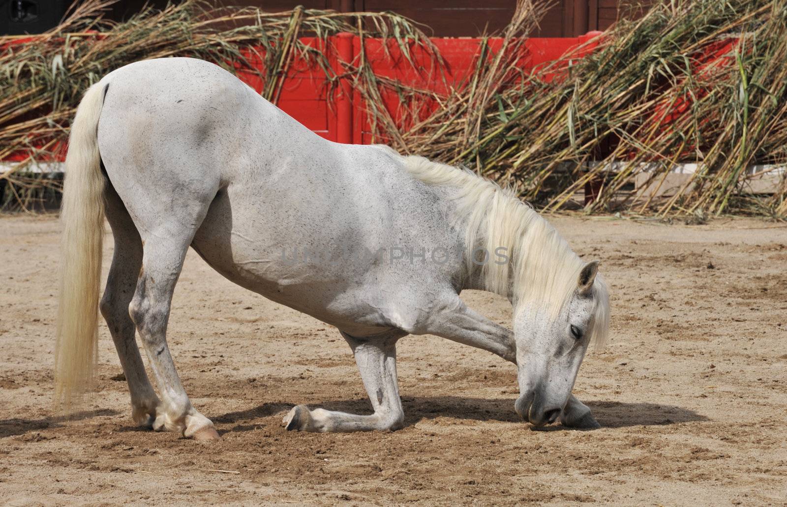 A trained white horse doing circus tricks.