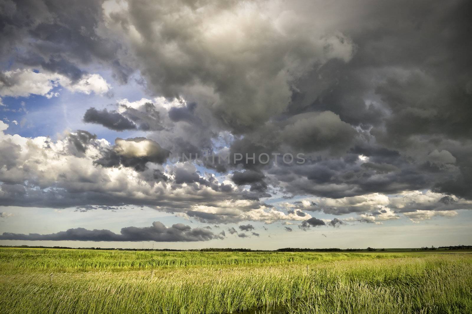 Dark clouds forming a pending storm over an Alberta grain crop.