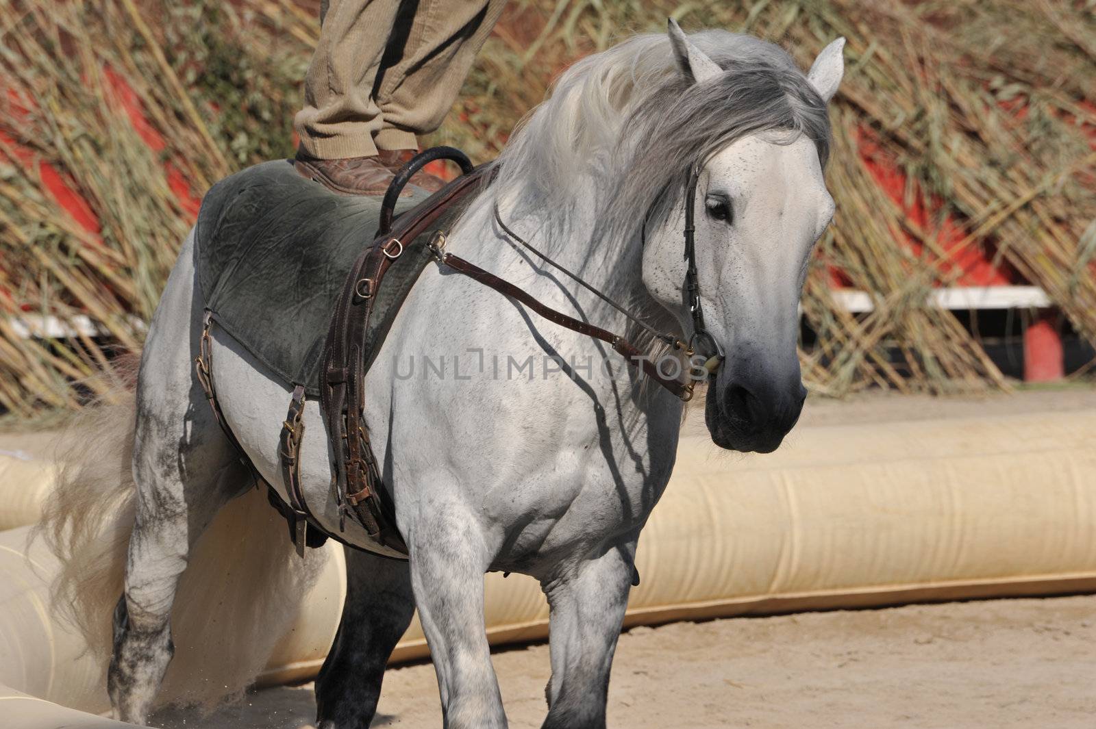  Show of equestrian acrobatics with a gray horse