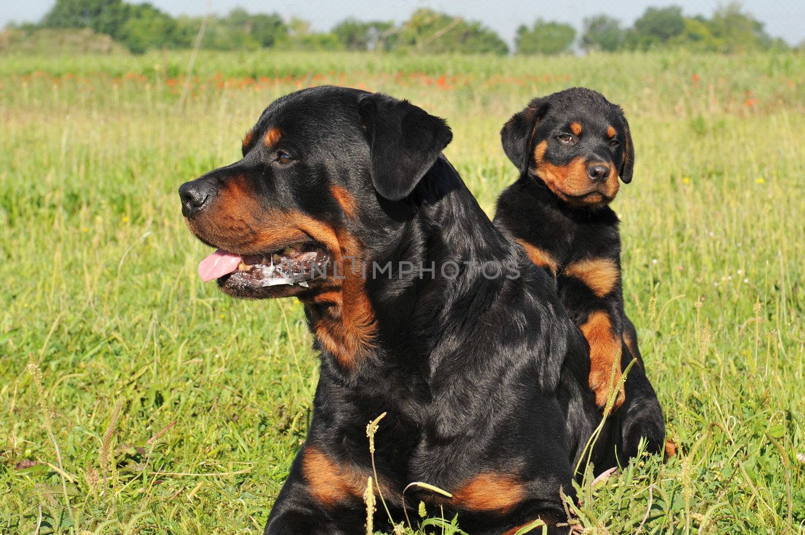 portrait of an adult rottweiler and his puppy in a field