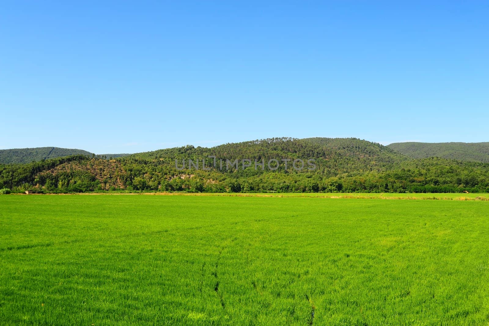 Green Paddy Field In The Hills Of Tascana