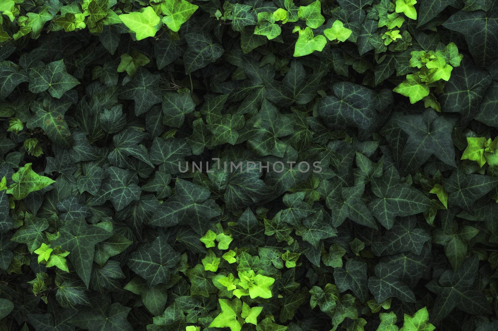 A bed of dark green ivy highlighted with lighter ivy leaves to create a beautiful and subtle frame.