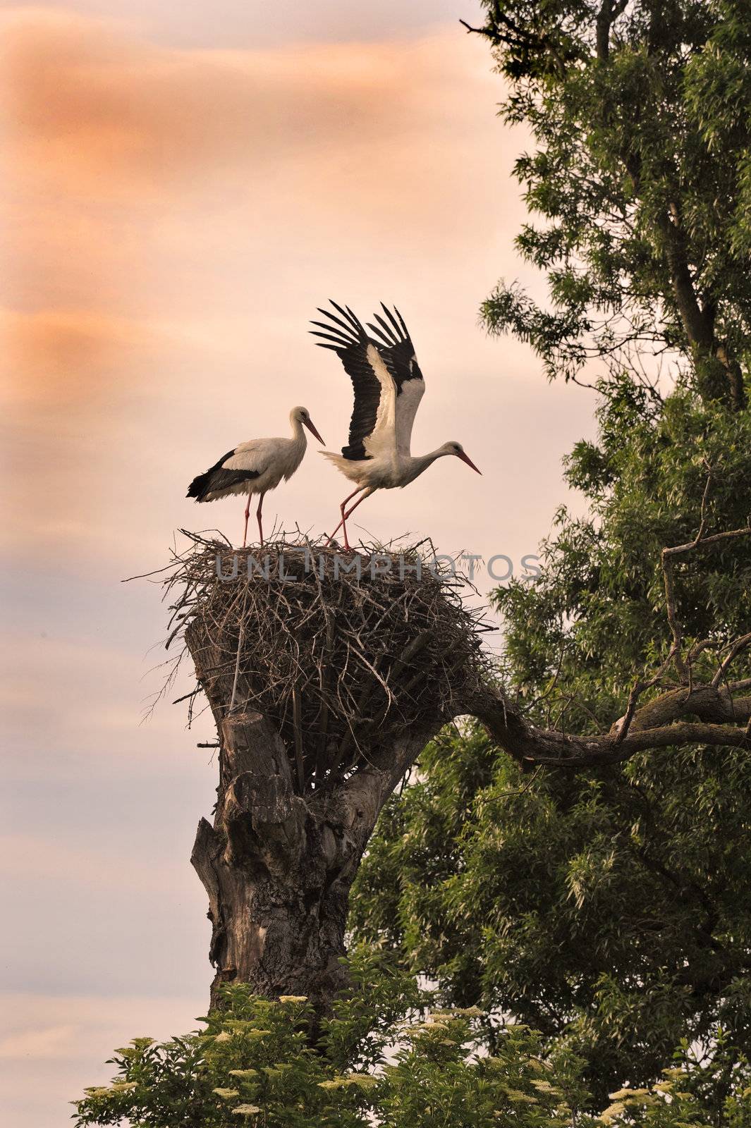 beginning of life for two white stork on their nest