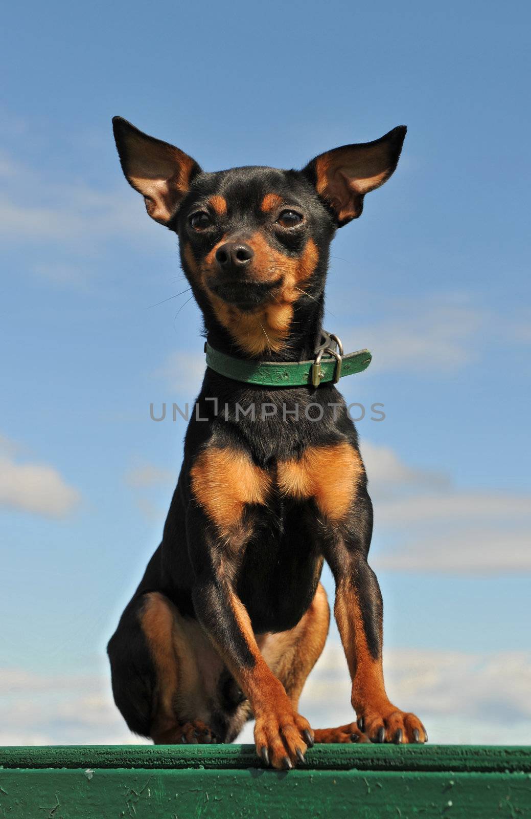 portrait of a purebred miniature pinscher in a blue sky