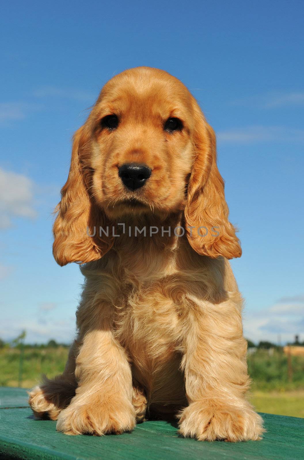 young puppy purebred english cocker sitting outdoor
