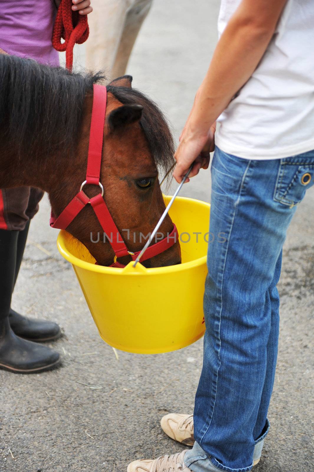 feeding a brown pony in a bucket