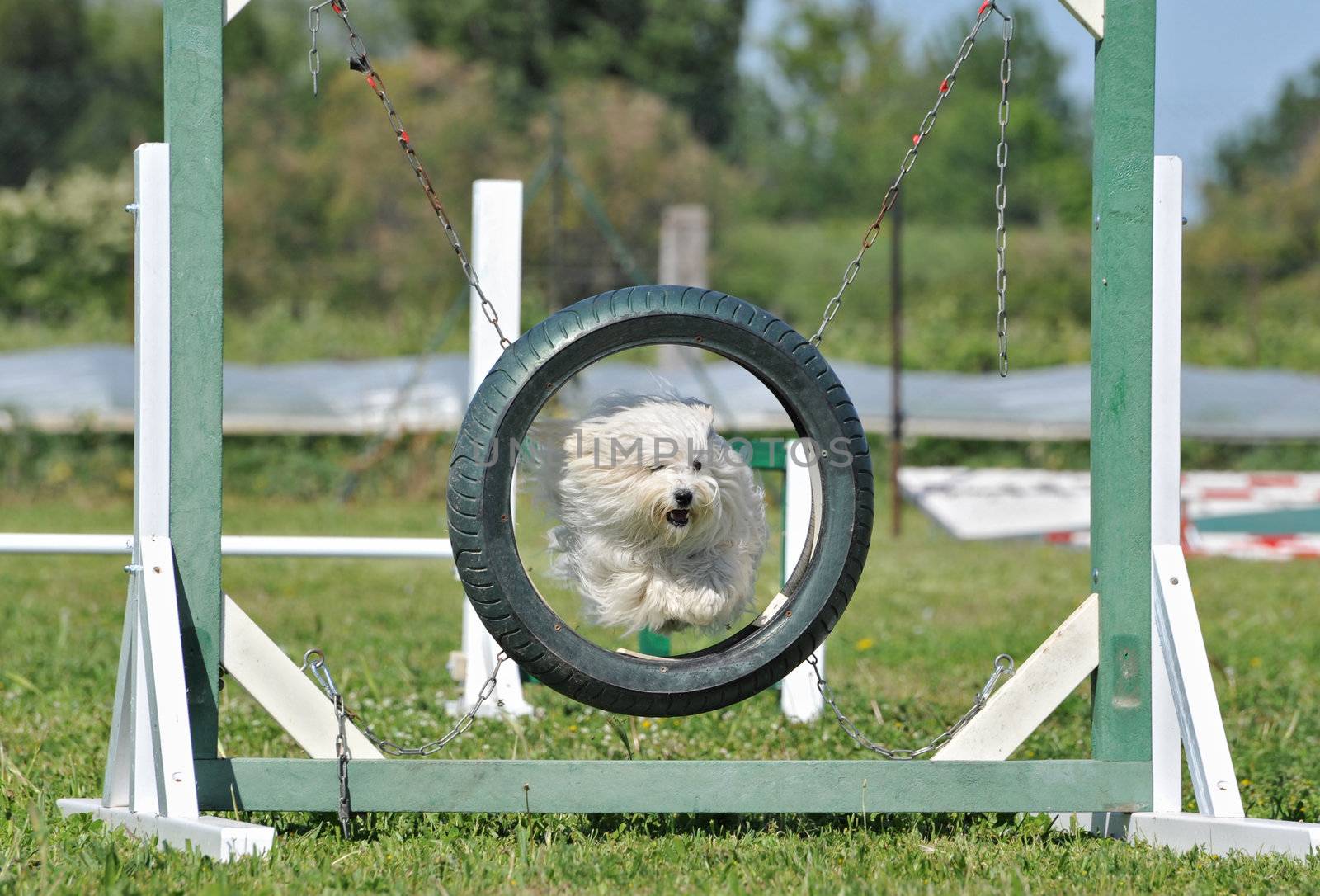 purebred maltese dog in a competition of agility