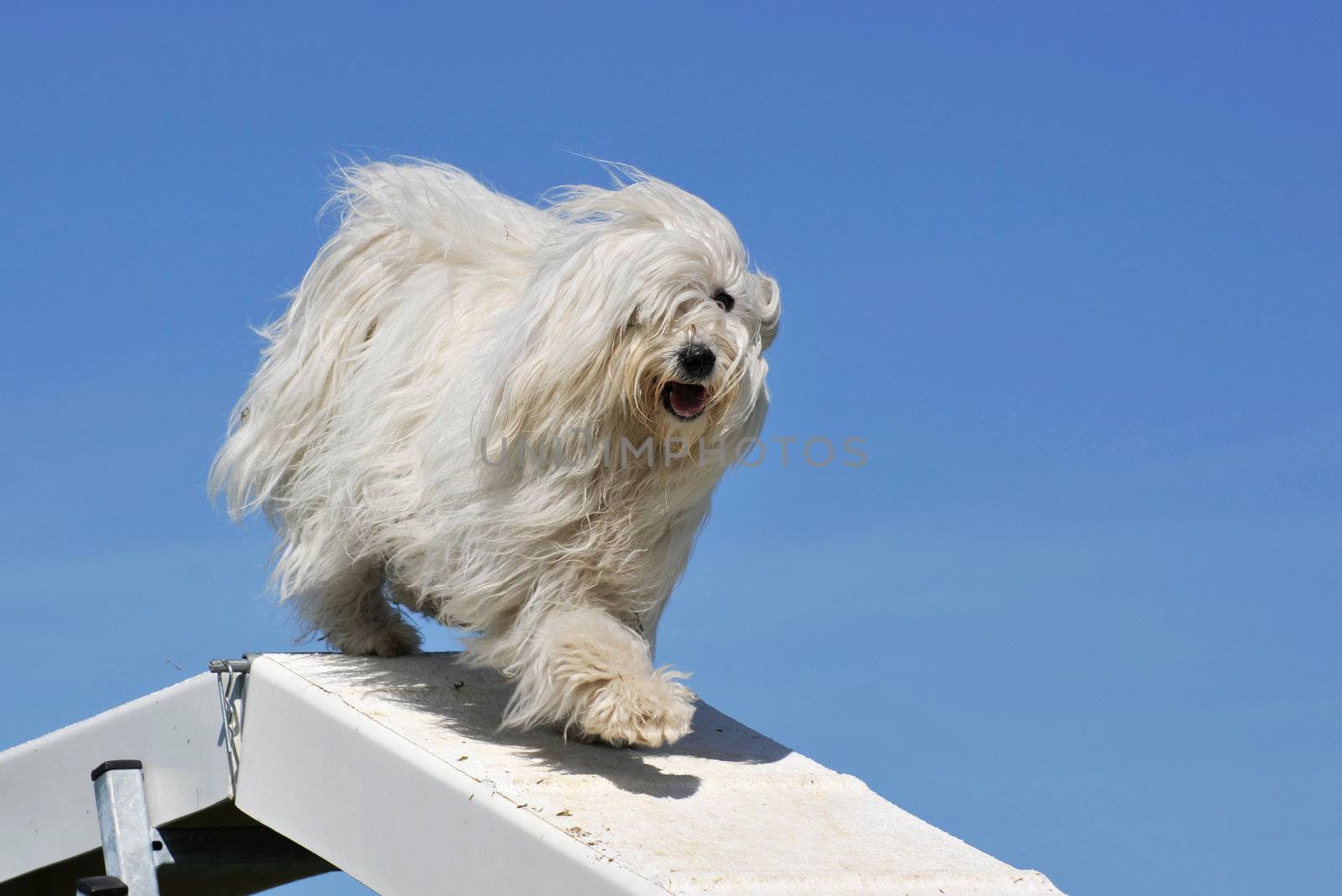 purebred maltese dog in a competition of agility