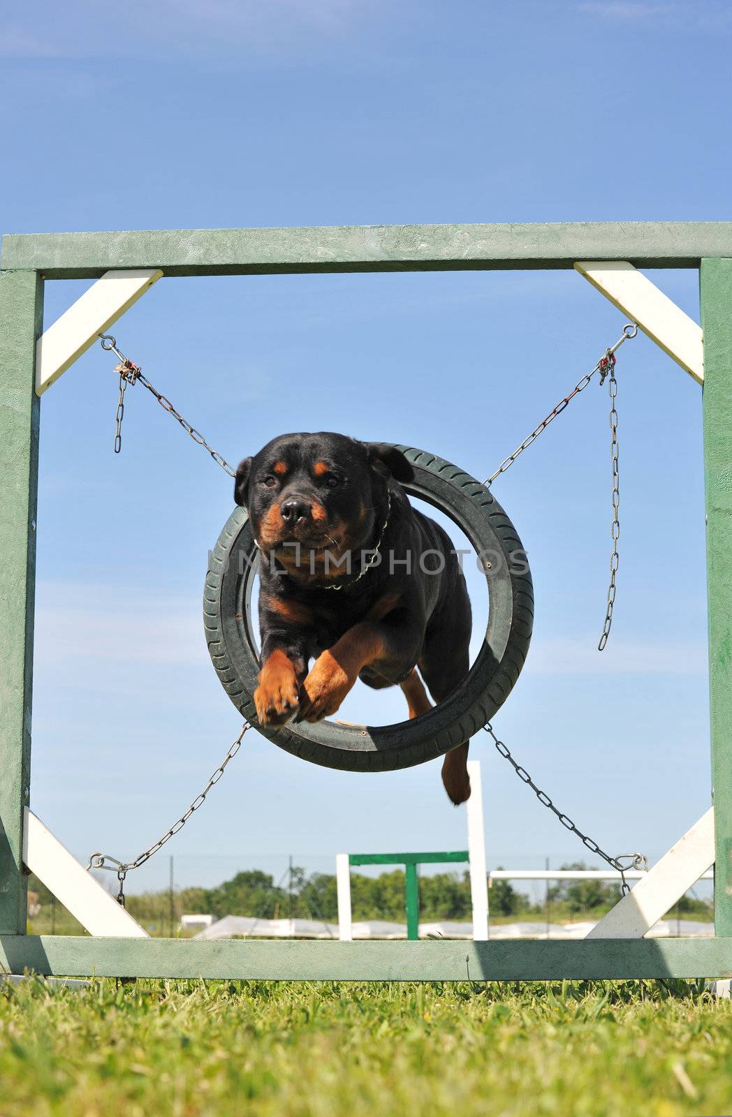 portrait of a purebred rottweiler in agility