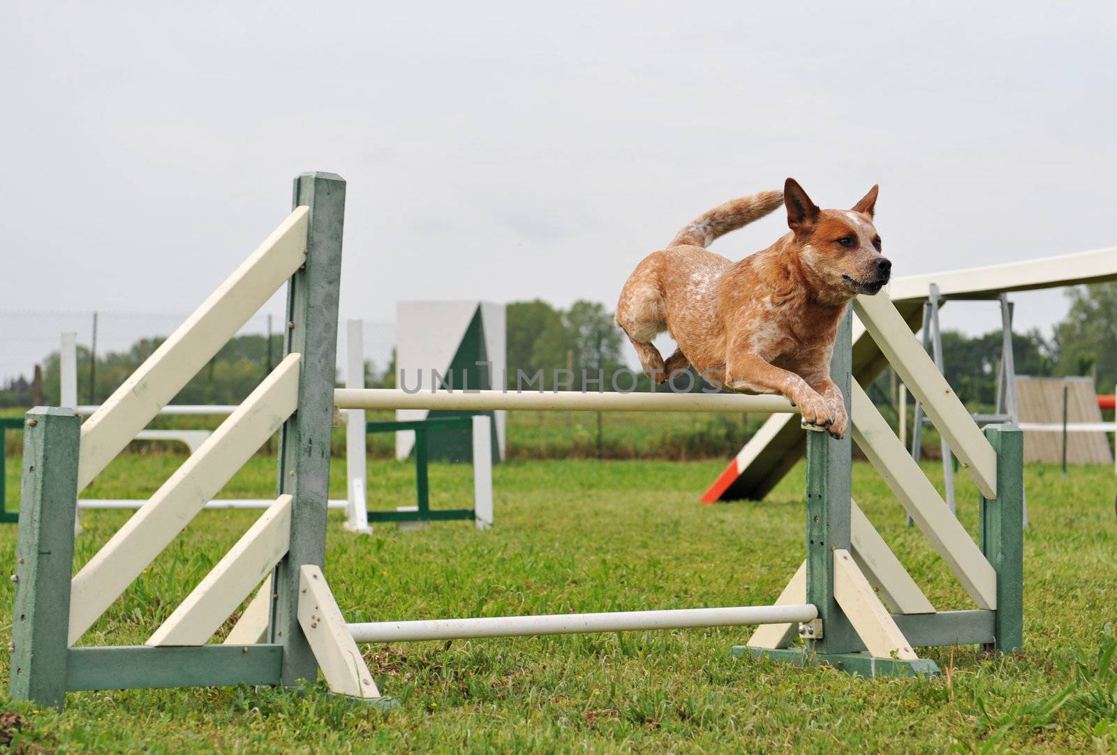agility dog by cynoclub