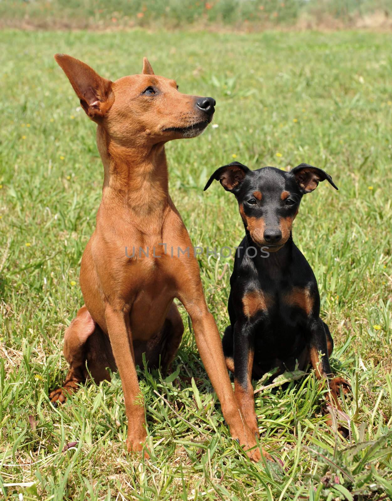mother dog and puppy purebred miniature pinscher