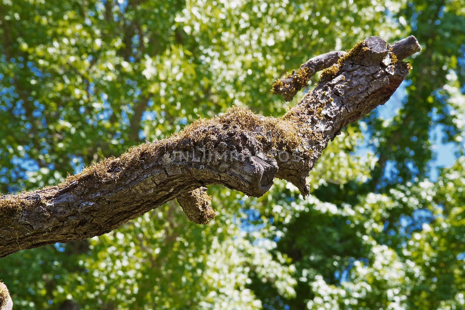 Moss covered dead branch with soft focus forest in background