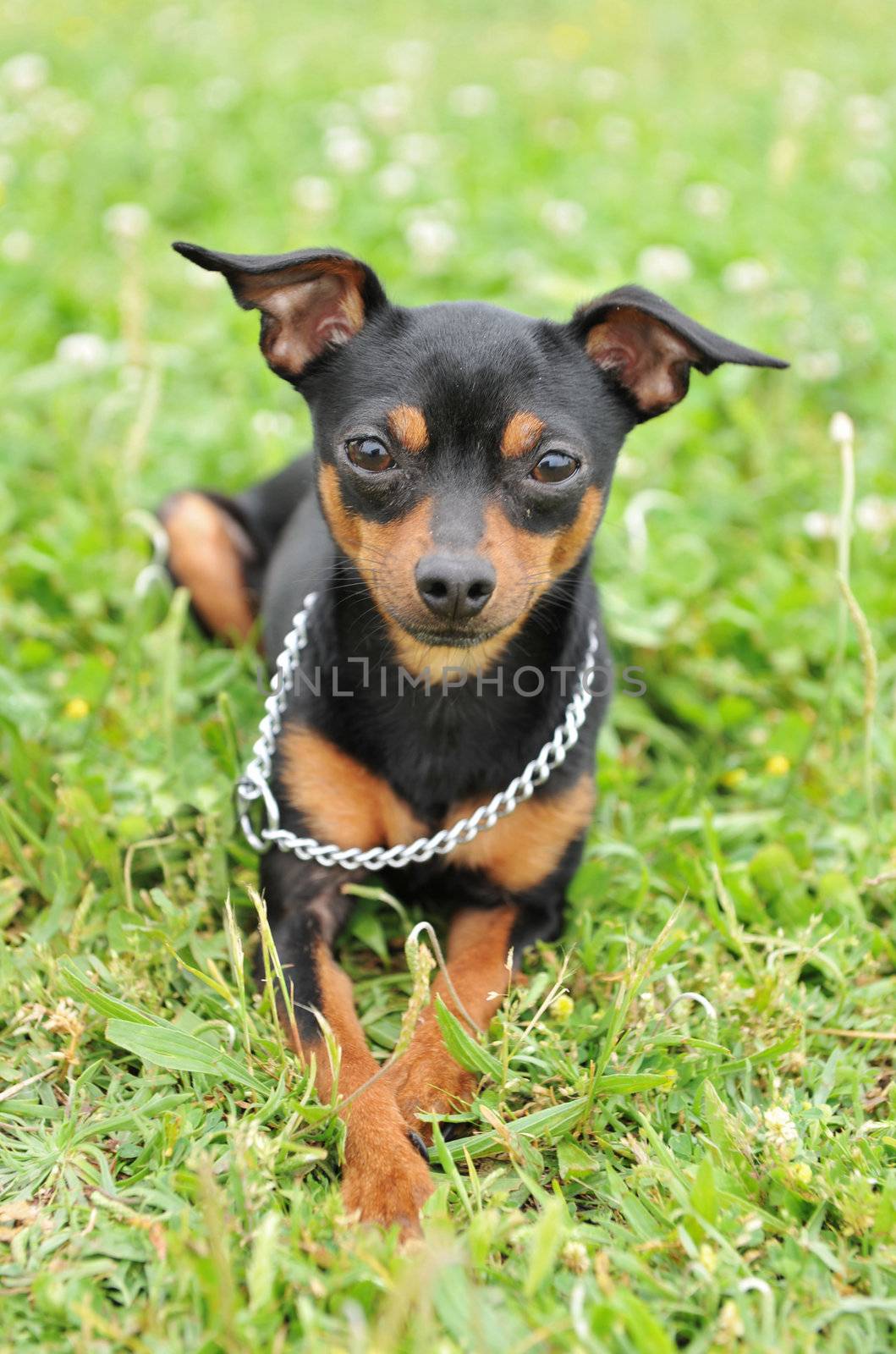 portrait of a miniature pinscher lying down in a field