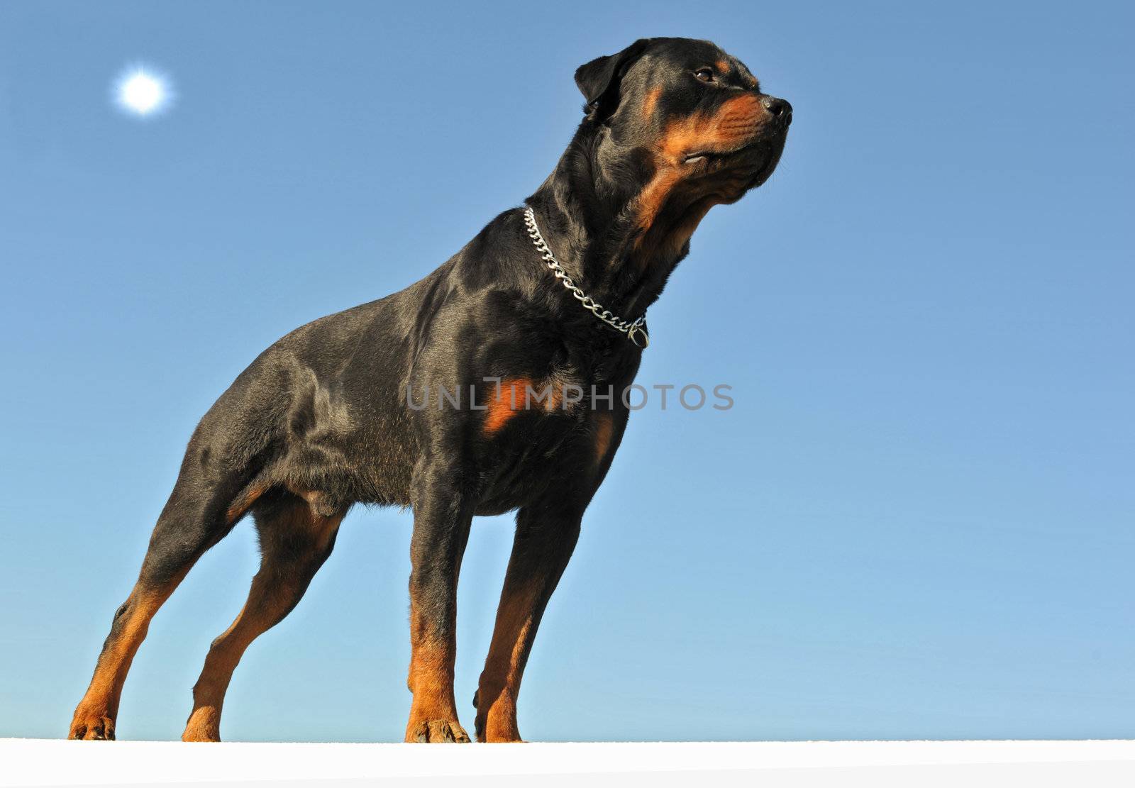 portrait of purebred rottweiler upright on a blue sky