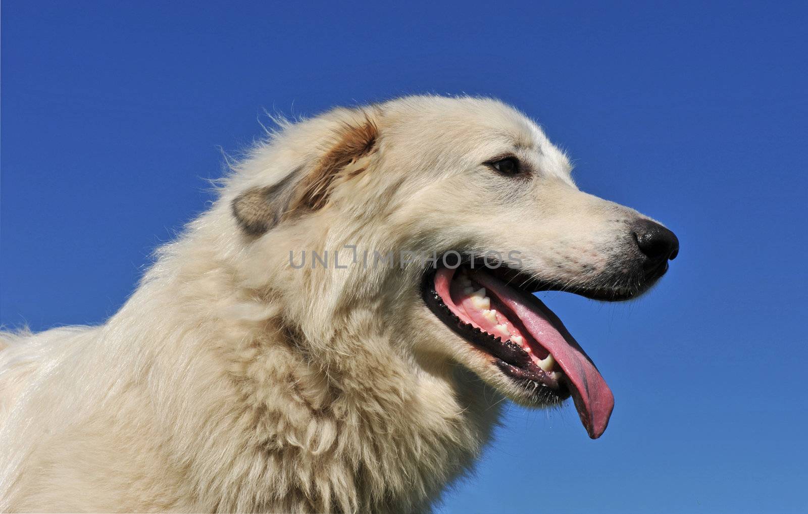 Pyrenean mountain dog by cynoclub