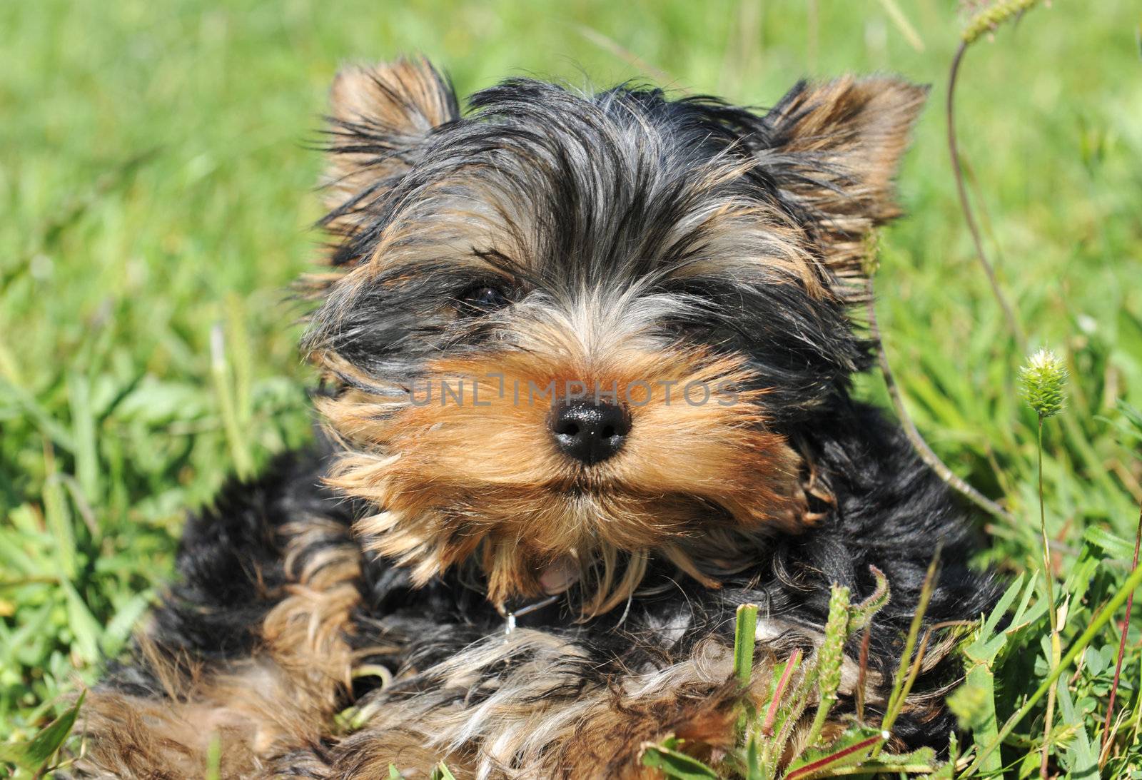 portrait of a purebred puppy yorkshire terrier in a field