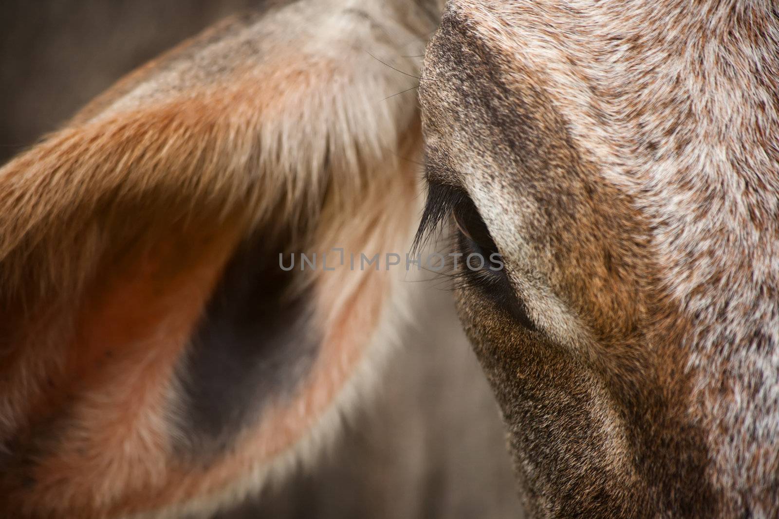 Closeup on the eye of a Costa Rican cow