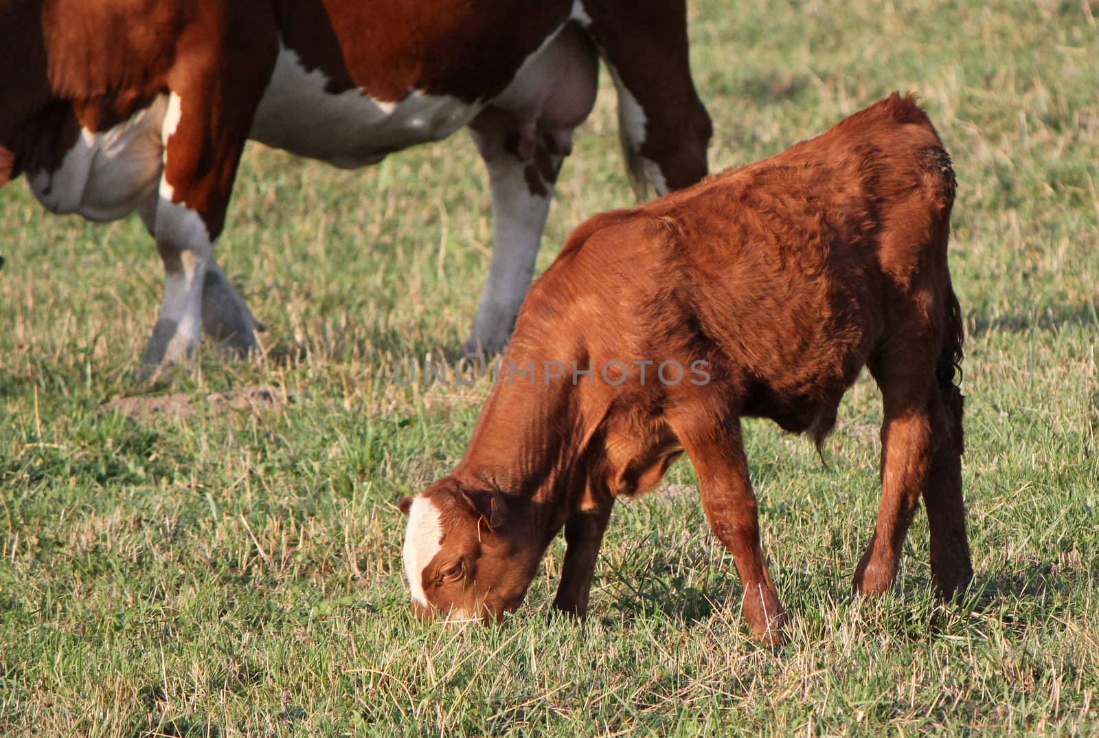 Young brown calf eating the grass next to a big cow feet