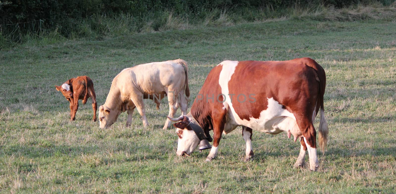 Two cows, one wearing a bell arround its neck, and a small calf scratching in a meadow by sunset