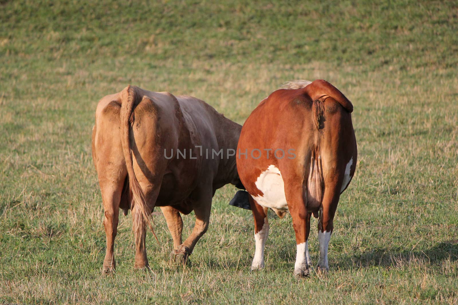 Back of two cows in a meadow by sunset