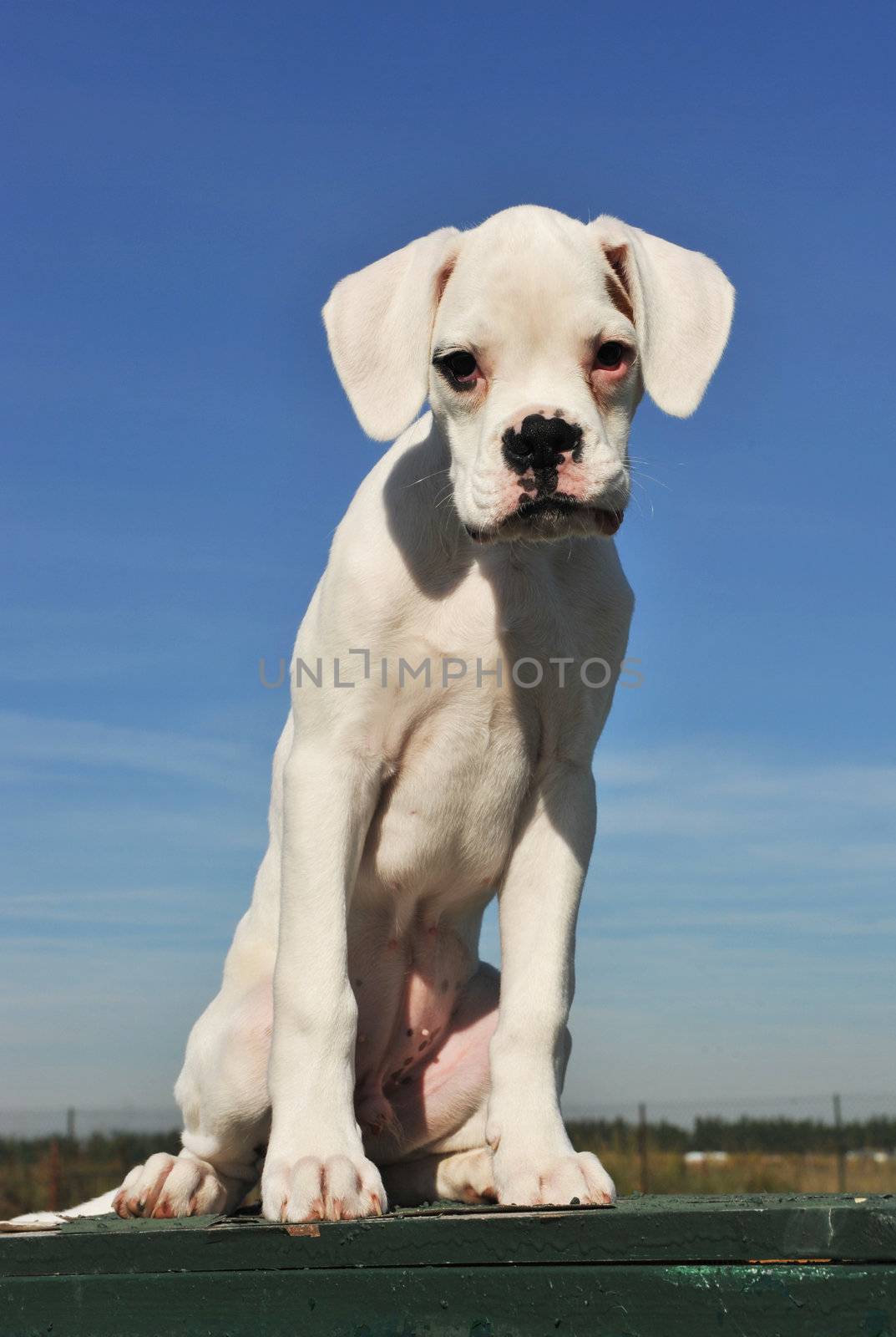 portrait of a puppy purebred white bower sitting on a blue sky