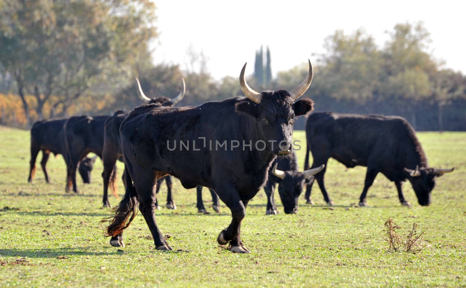 black purebred Camargue bulls in a field