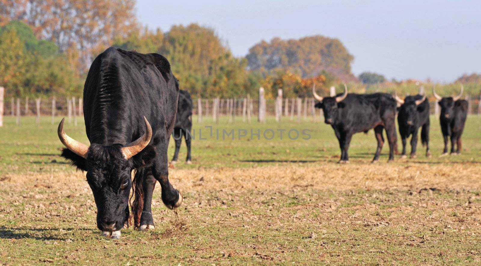 portrait of a angry Camargue bull in a field