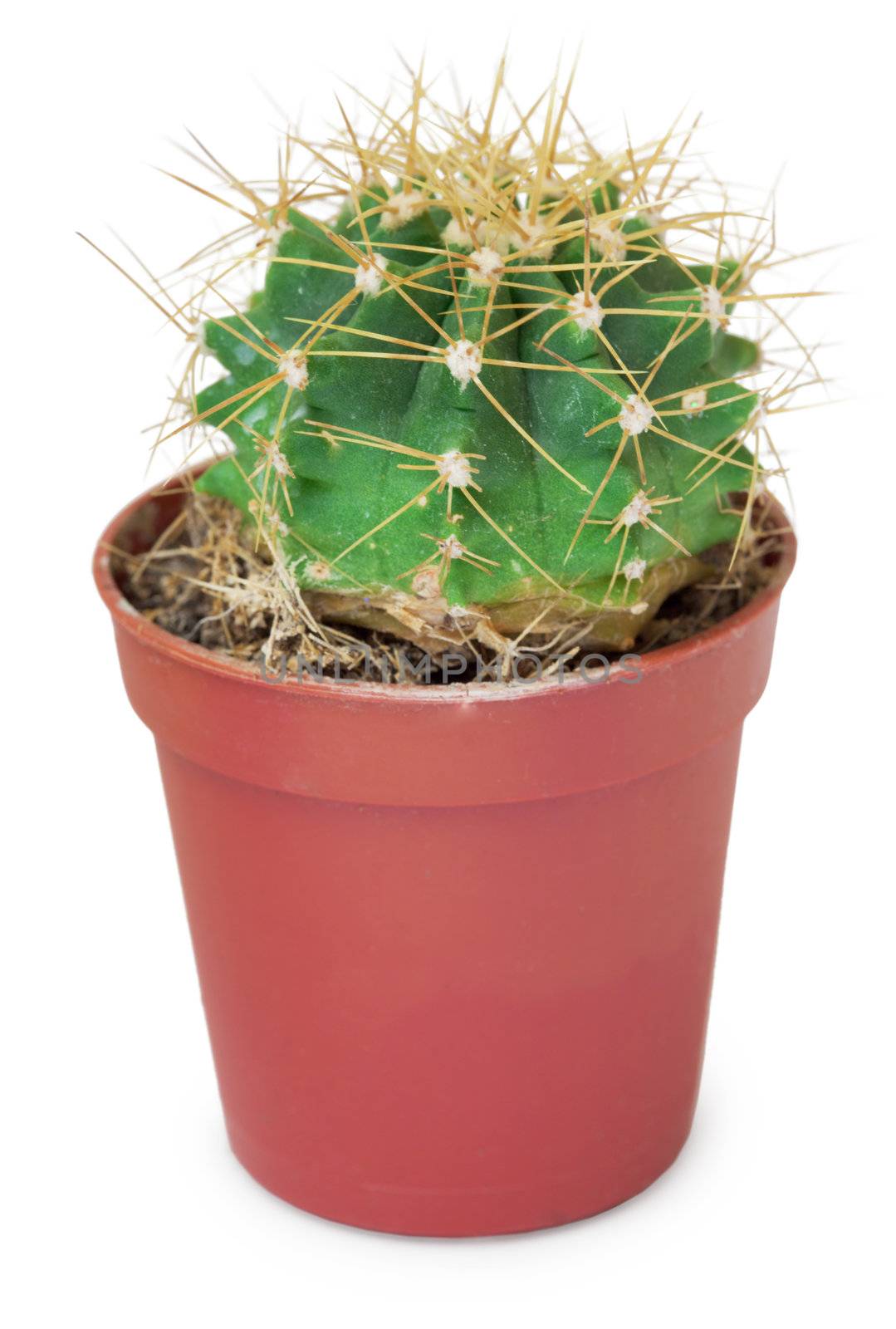The small round cactus in a brown pot