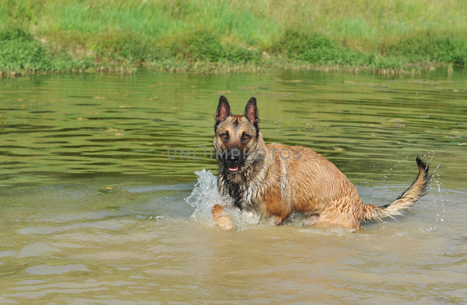 swimming belgian shepherd malinois in a river