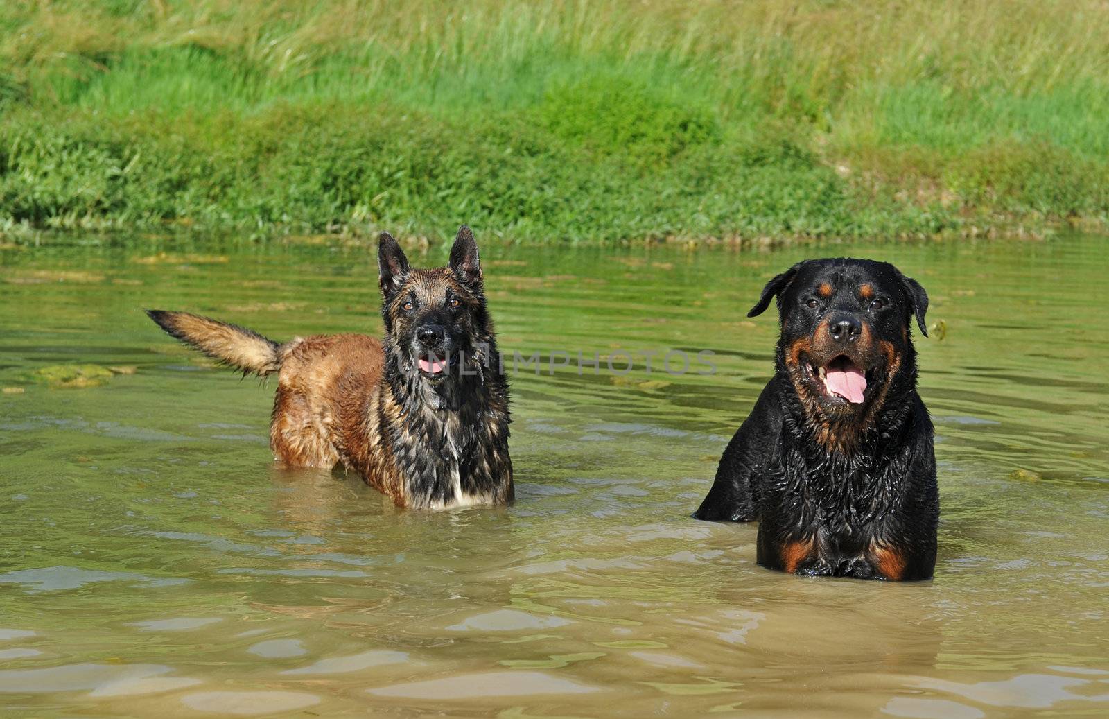 two dogs in river:  belgian shepherd malinois and a rottweiler