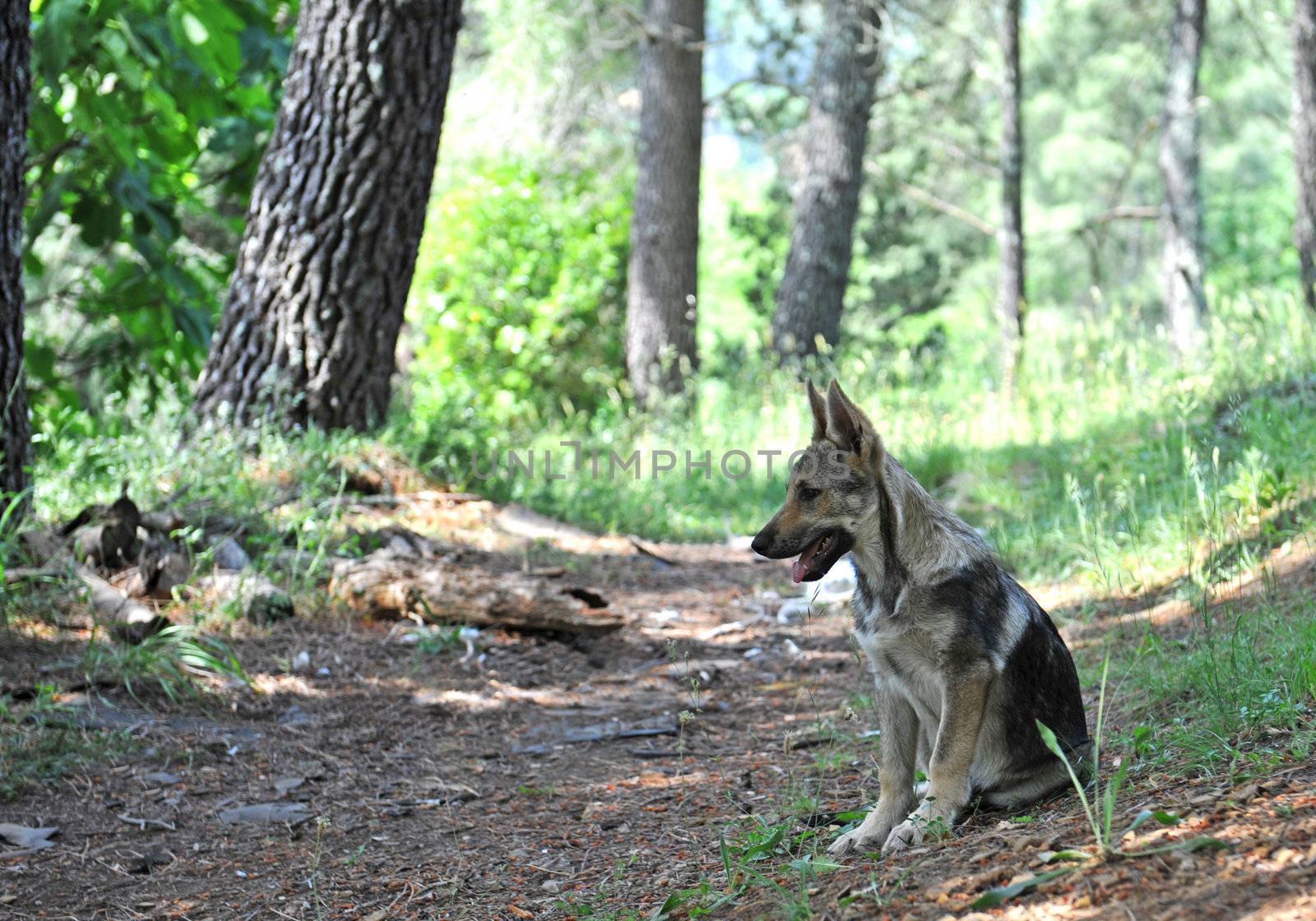 czechoslovak puppy dog by cynoclub