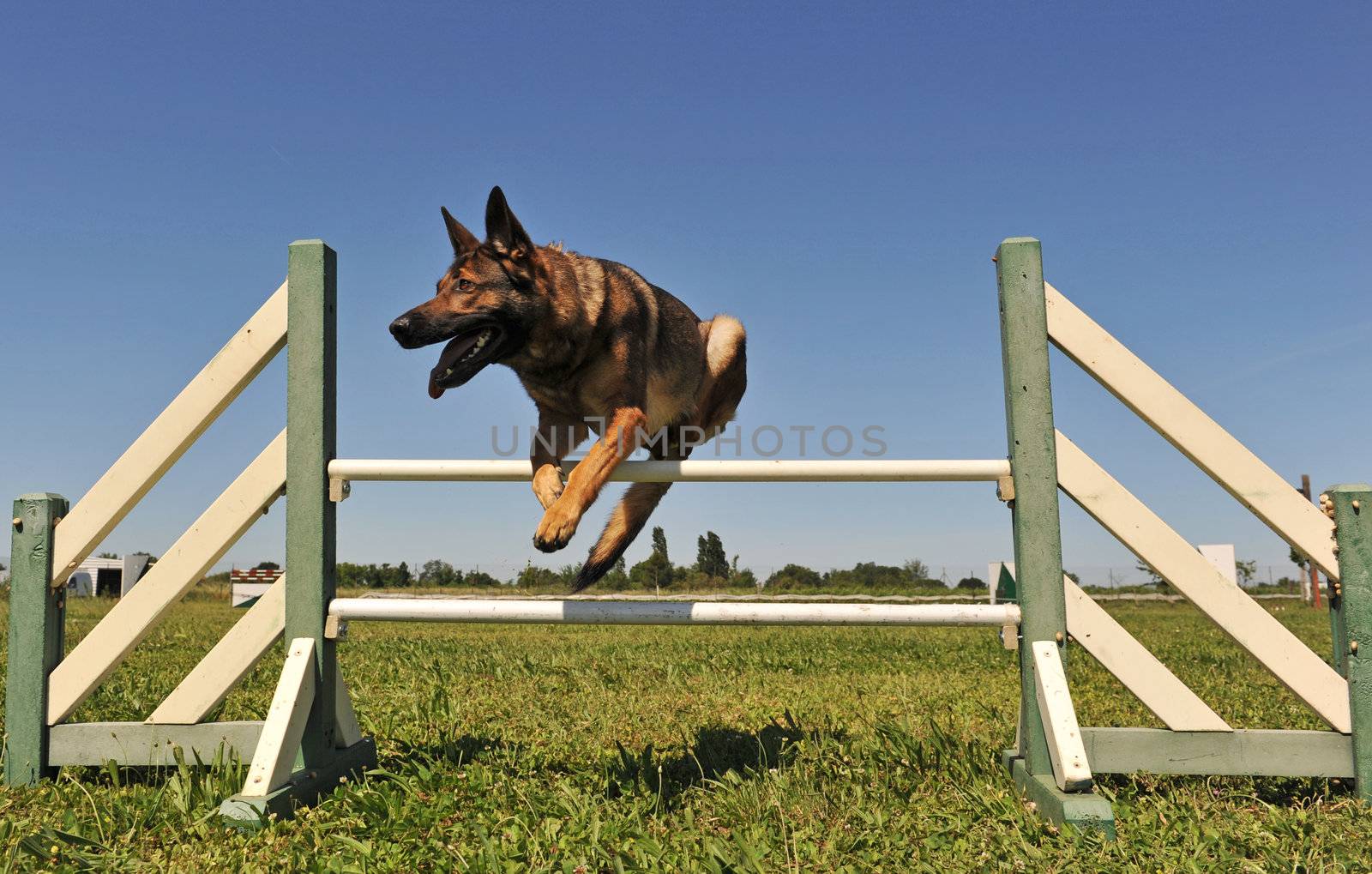 jumping grey german shepherd in a training of agility