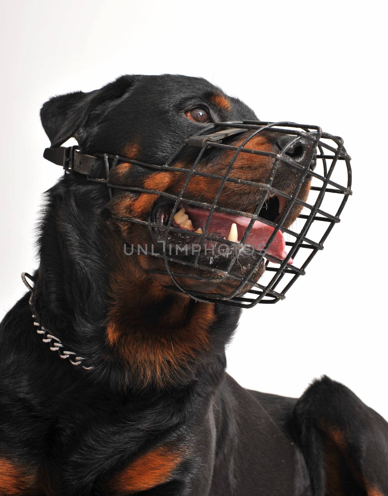 portrait of a purebred rottweiler with his muzzle