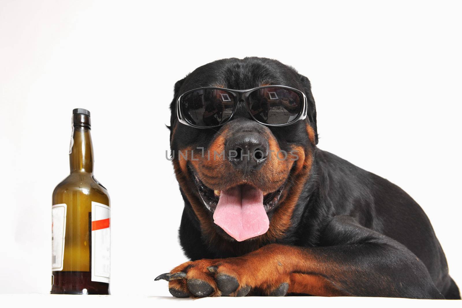 rottweiler, alcohol and sunglasses by cynoclub