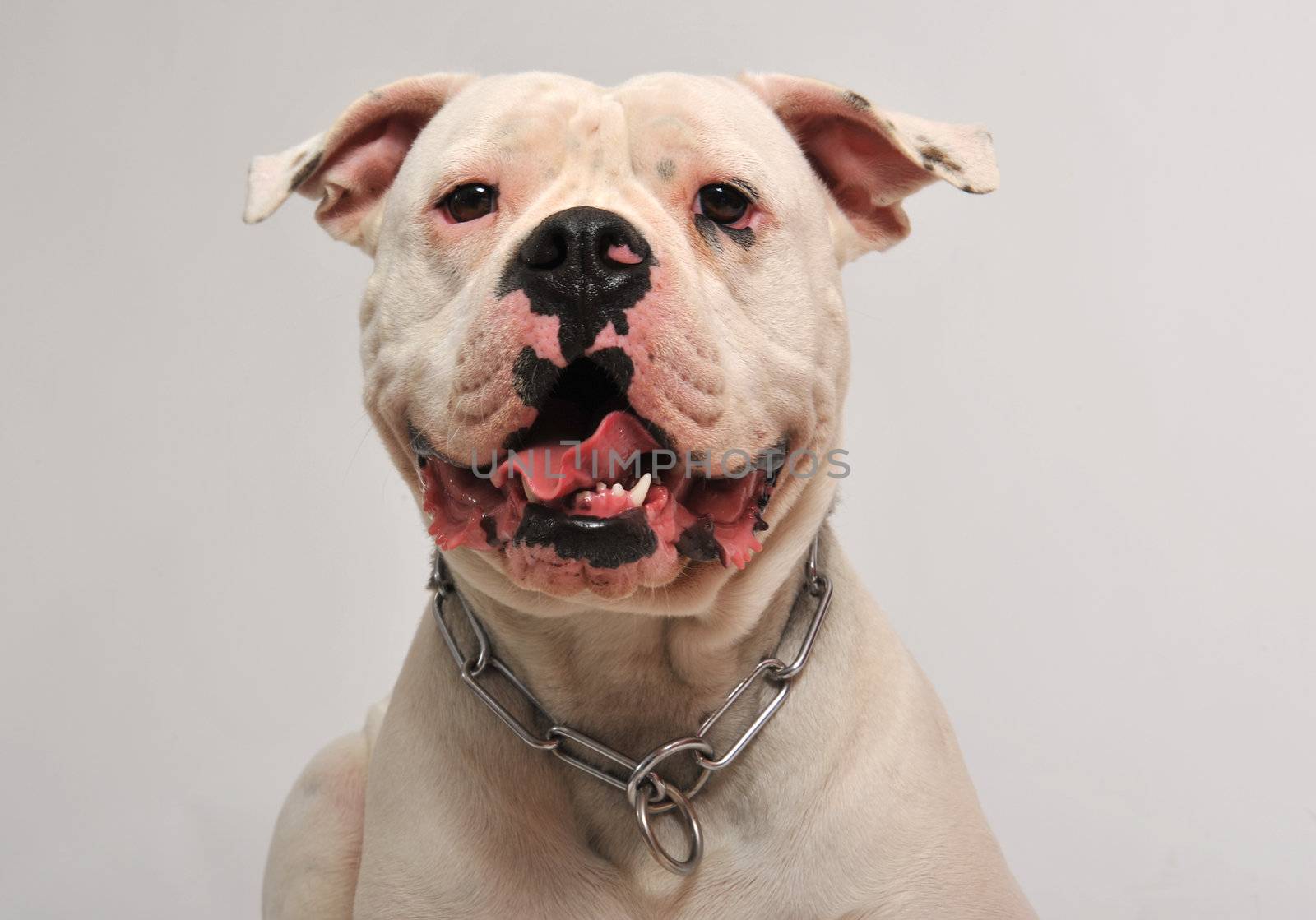 portrait of a purebred  american bulldog on a white background